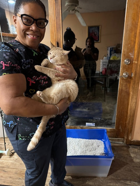 Hypoallergenic Cat Litter Options for Sensitive Pets with cost comparison