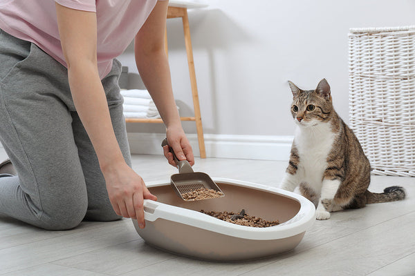 Are Self-Cleaning Litter Boxes Worth It?